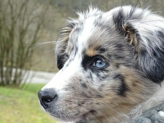 Овчарка с голубыми глазами фото 15 Stunning Dogs With Blue Eyes (BLUE EYED DOGS) Blue eyed dog, Australian sheph