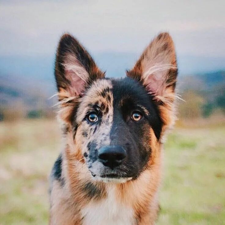 Овчарка с голубыми глазами фото 40 Dogs Mixed With German Shepherd Dog mixes, Shepherd puppies, Dogs