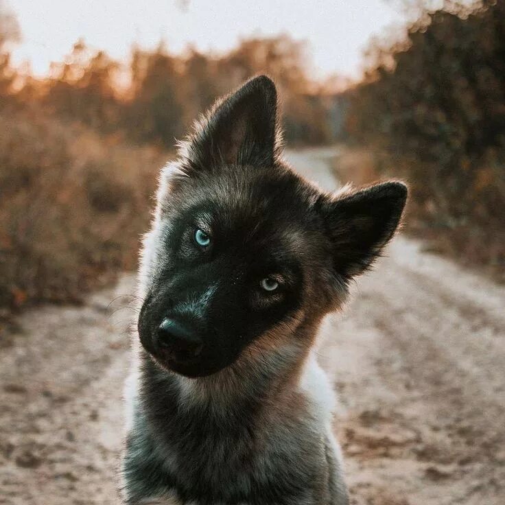 Овчарка с голубыми глазами фото Treats? @thehuskyjoey #siberianhusky #husky #huskies #puppy #pup #puppies Dogs, 