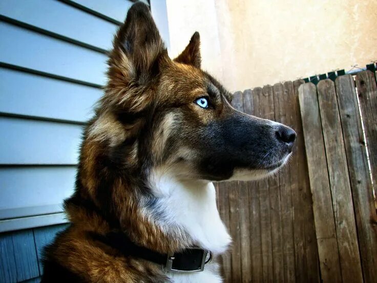 Овчарка с голубыми глазами фото Beautiful German Husky Mix Dog Canine Art