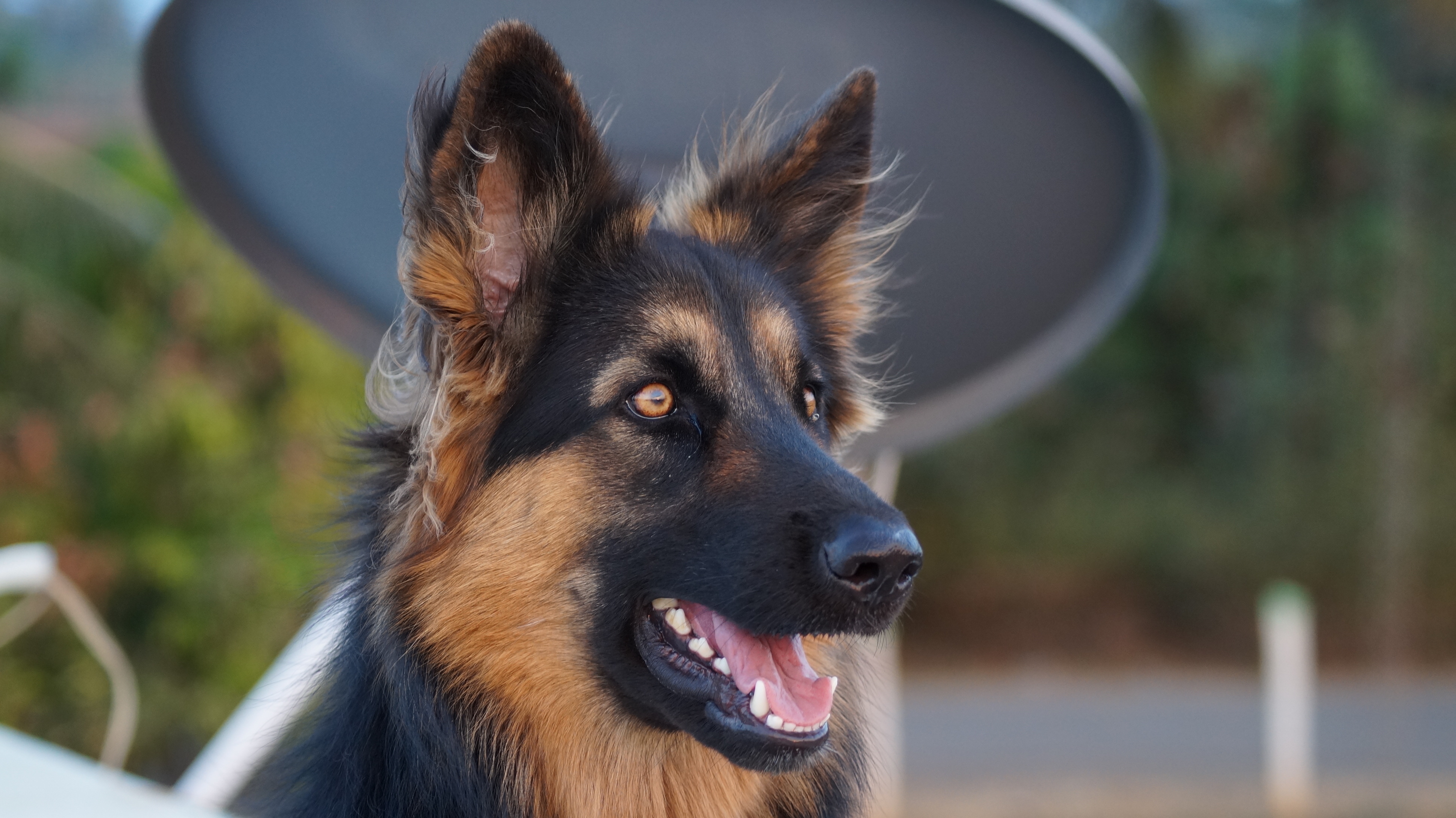 Овчарка с голубыми глазами фото File:German shepherd rose.jpg - Wikimedia Commons