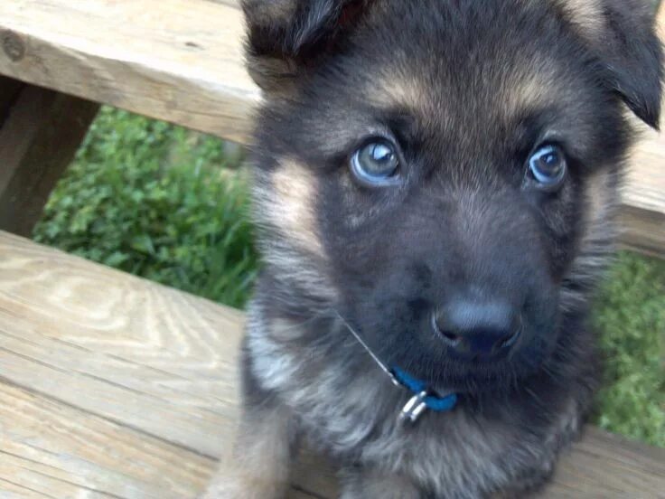 Овчарка с голубыми глазами фото German shepherd 7 weeks blue eyes German shepherd, Puppies, Dogs