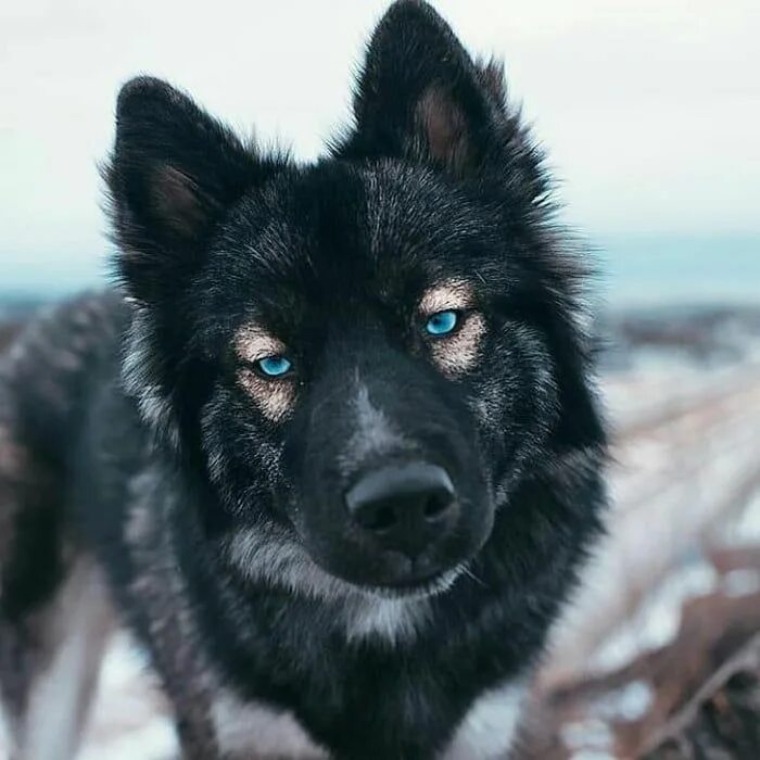 Овчарка с голубыми глазами фото Black German Shepherd with gorgeous blue eyes - Animals Black german shepherd, C