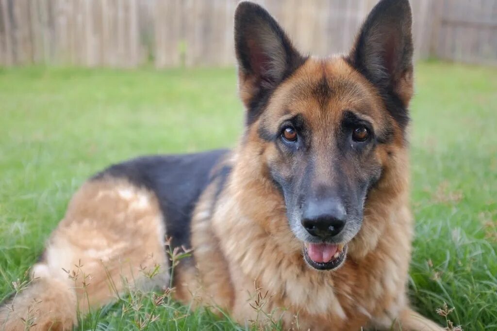 Овчарка с голубыми глазами фото Wow, so beautiful... German shepherd, Pitbull mix, Pitbulls