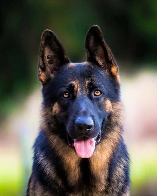 Овчарка с голубыми глазами фото Pin von Vanessa Carvell auf German shepherds Hunde, Hunde bilder, Hundebilder