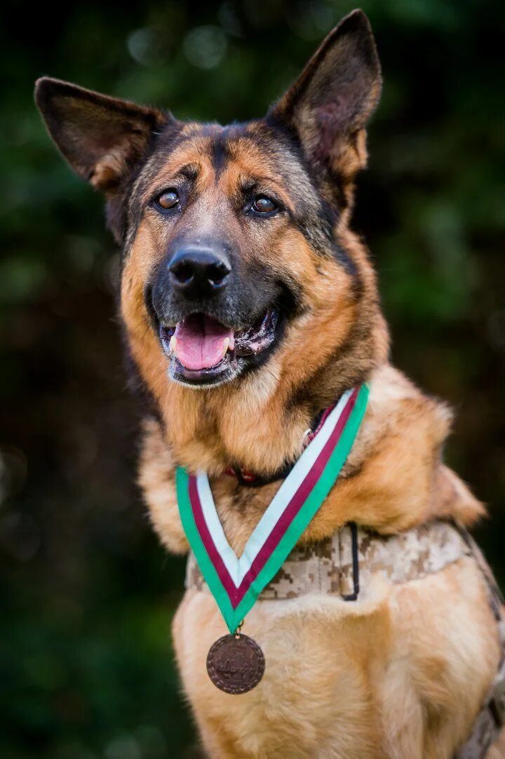 Овчарка с медалями фото Three-Legged Army Dog Has Been Awarded Honorary Animal Medal - Military dogs, Ar