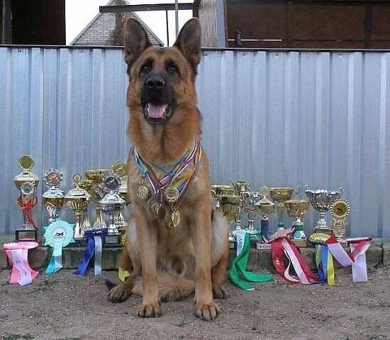 Овчарка с медалями фото Пин от пользователя Nata на доске Animals and pets Собаки, Собачки