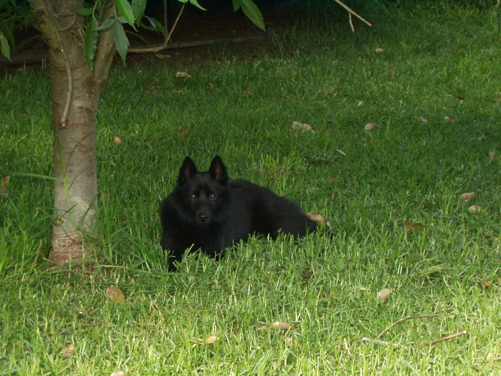 Овчарка шипперке фото Pin by Darren Driscoll on Puppy wallpapers in 2020 Schipperke dog, Schipperke, D