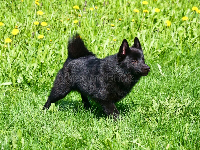 Овчарка шипперке фото Little Belgian Shepherd Schipperke Stands on a Green Lawn Stock Image - Image of