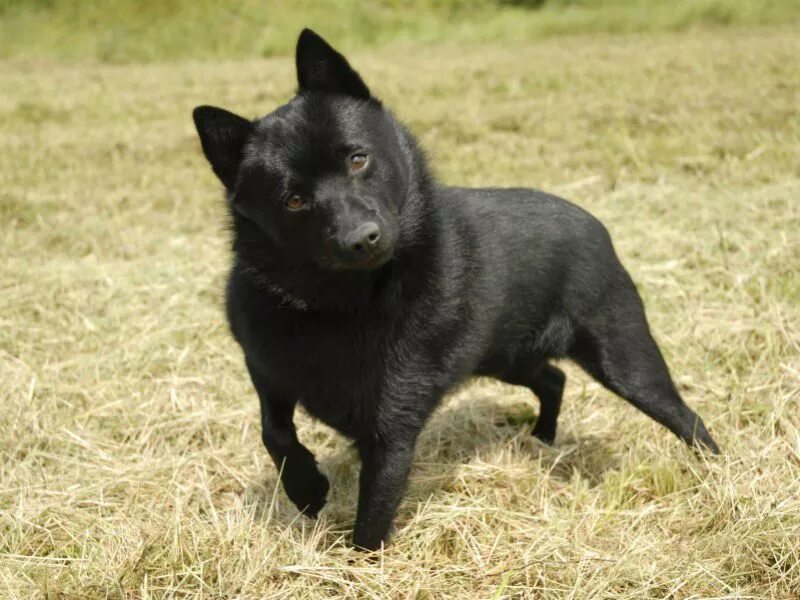 Овчарка шипперке фото Schipperke History: The "Little Captain" of Belgian Dockyards Schipperke dog, Do