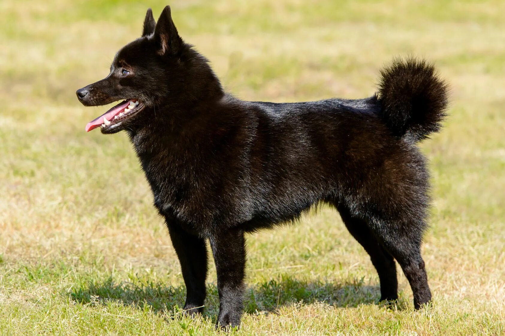 Овчарка шипперке фото цена Schipperke: Dog Breed Characteristics & Care