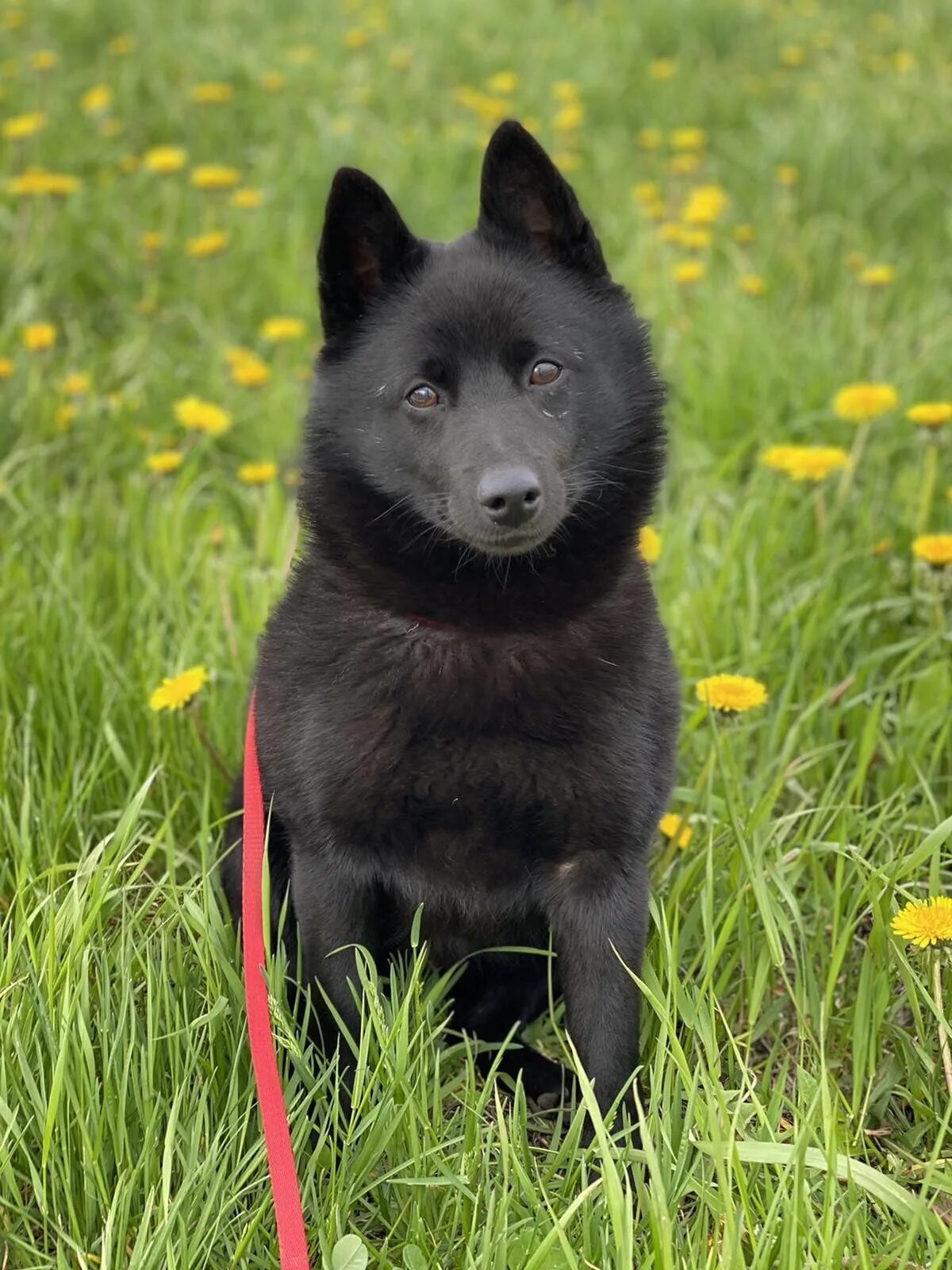 Овчарка шипперке фото цена Missing dog breed Shipperke, 3 years. He fled from Vaneeva Street at about 12 o’