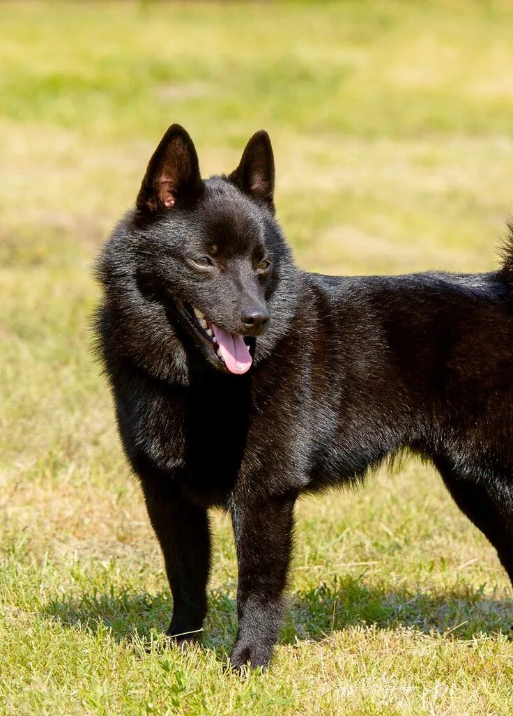 Овчарка шипперке фото цена Which Breed Of Dog Is Best For Me? Belgian dog, Dog breeds, Breeds