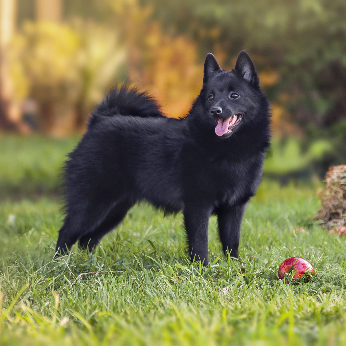 Овчарка шипперке фото цена Schipperke Schipperke dog, Dog breeds, Every dog breed