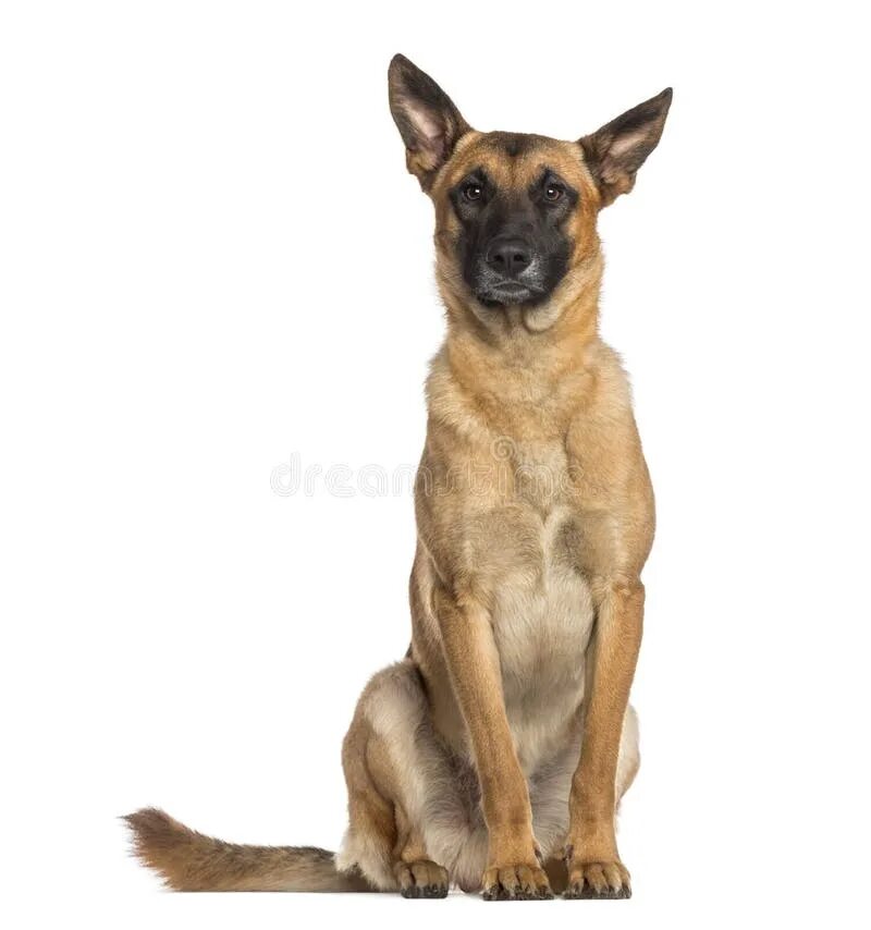 Овчарка сидит фото Belgian Shepherd Dog Sitting (Malinois) Stock Photo - Image of carnivore, people
