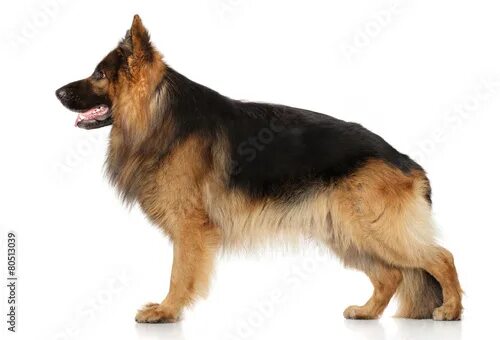Овчарка сидит фото German shepherd dog in stand - Buy this stock photo and explore similar images a