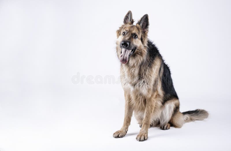 Овчарка сидит фото German Shepherd Dog Sitting on a White Background Stock Image - Image of loyal, 