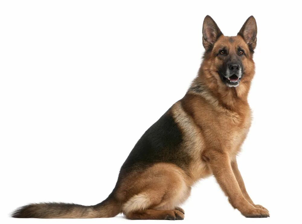 Овчарка сидит фото German Shepherd Dog Breed Information and Pictures - Petguide Shepherd dog breed