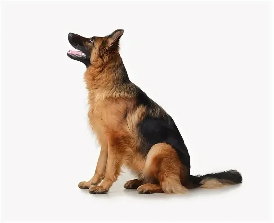 Овчарка сидит фото German Shepherd White Background Images - Browse 527 Stock Photos, Vectors, and 