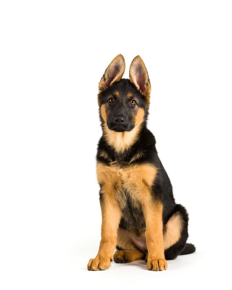 Овчарка сидит фото Pin by Gillian Cook on Hounds German shepherd art, German shepherd, German sheph