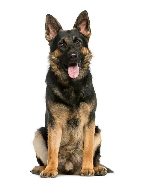 Овчарка сидит фото Более 1 600 работ на тему "White German Shephard Pictures": стоковые фото, карти