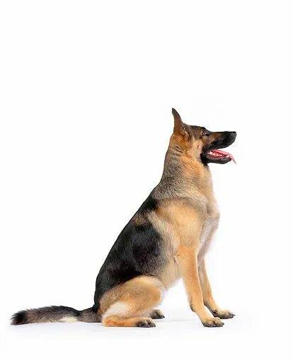 Овчарка сидит фото German Shepherd Dog . German shepherd art, German shepherd dogs, German shepherd