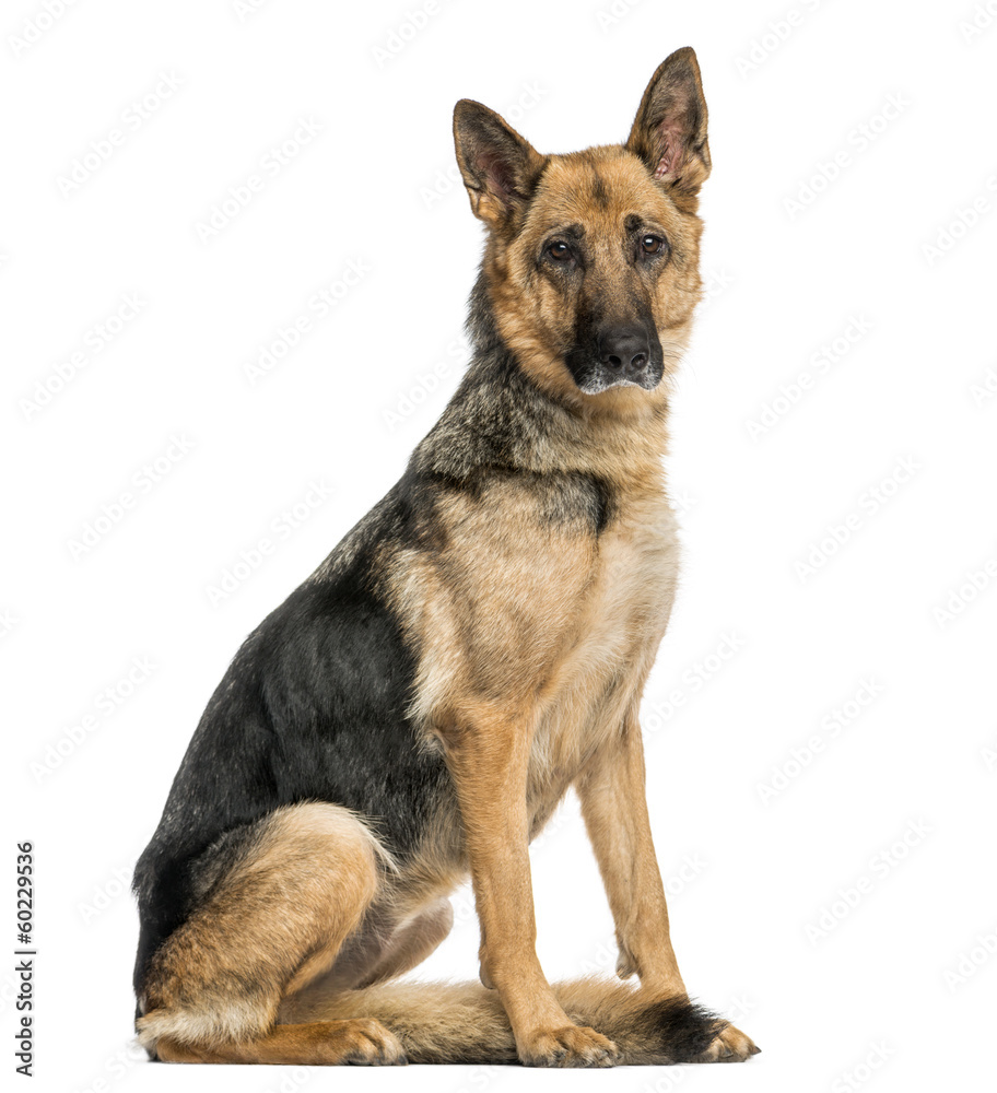 Овчарка сидит фото Old skinny German Shepherd dog sitting, looking at the camera фотография Stock A