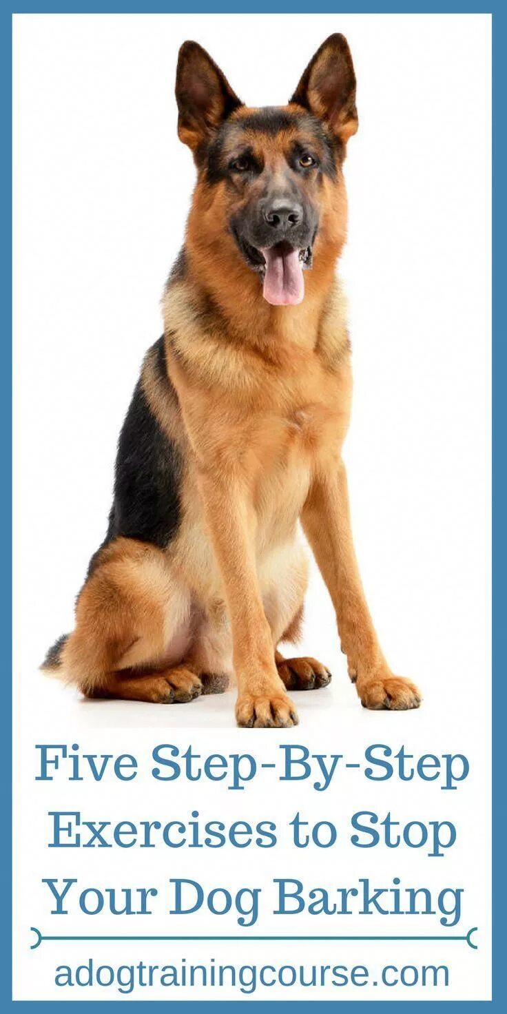 Овчарка сидит фото VIDEO: Five Step-By-Step Exercises to Stop Your Dog Barking Knowing how to stop 