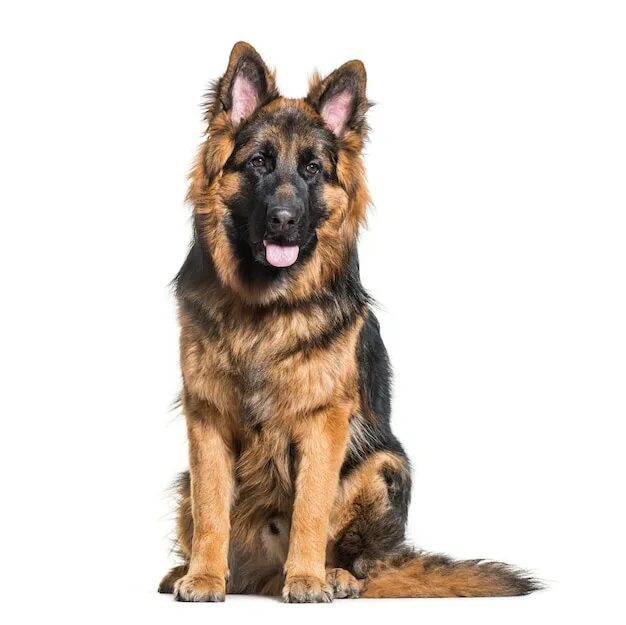 Овчарка сидит фото Page 20 Dog Breed Images - Free Download on Freepik