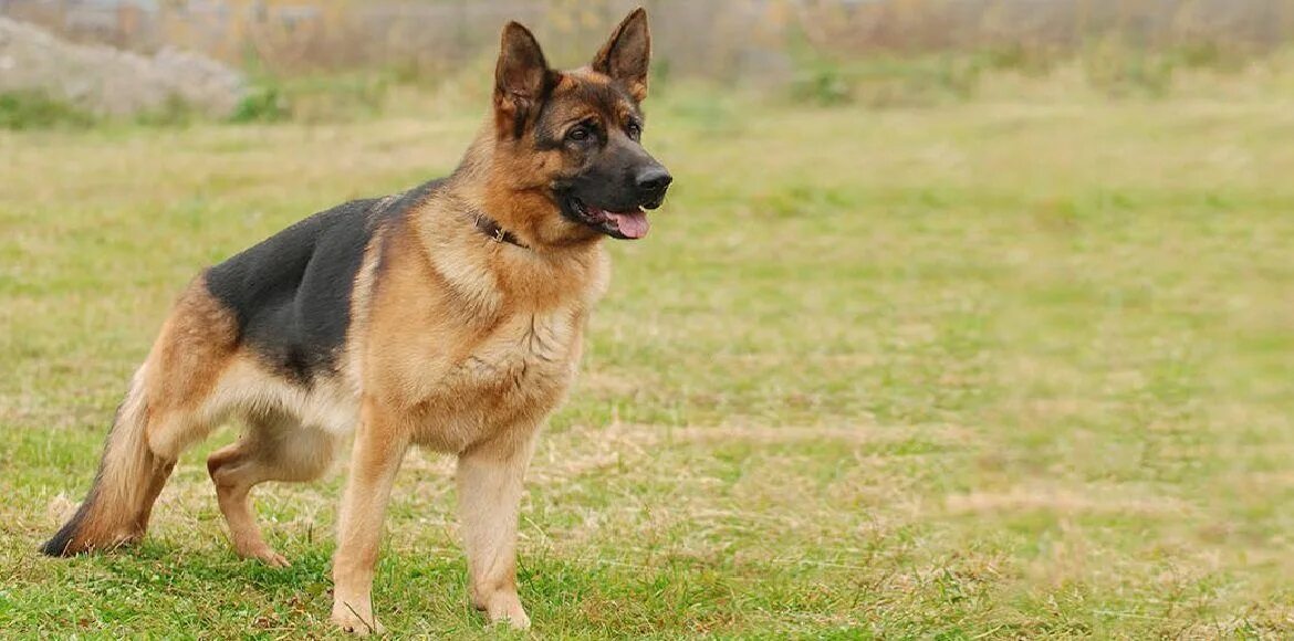Овчарка сидит фото Pluto goes missing; complaint lodged after almost a month Dog barking, Dog contr