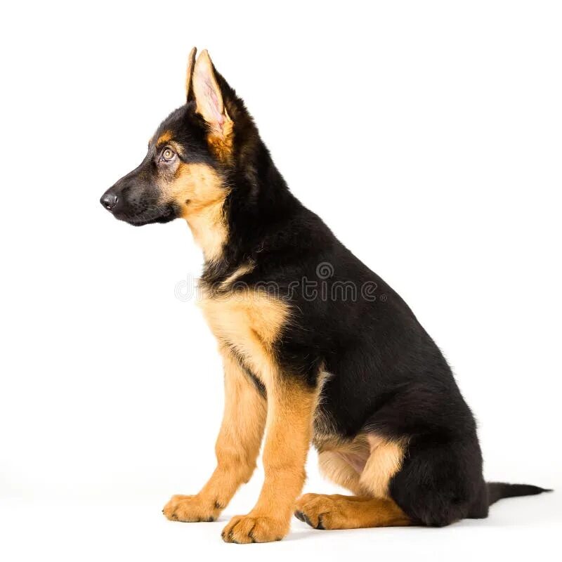 Овчарка сидит фото Cute Puppy Dog German Shepherd Sitting Down Stock Image - Image of funny, ears: 