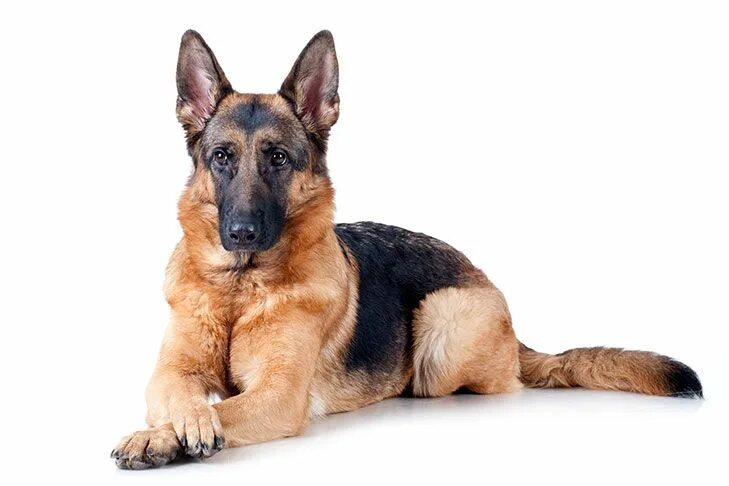 Овчарка сидит фото German Shepherd Dog Dog Breed Information Smartest dog breeds, Dog breeds, Best 