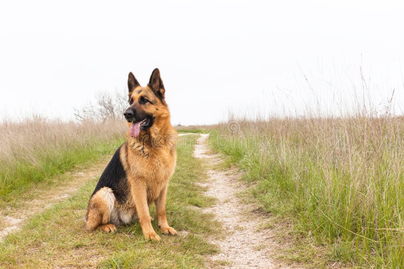 Овчарка сидит фото Cute German Shepherd Dog Posing Outside. Show Dog in Autumn, Leaves on Ground. H