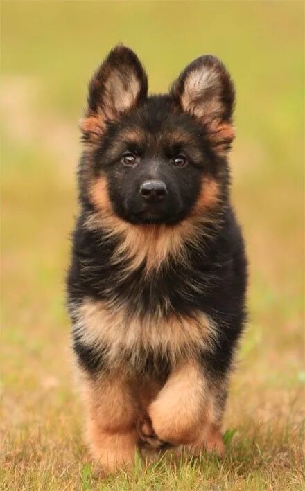 Овчарка собака фото цена щенка Pin on Old German Shepherd Dog