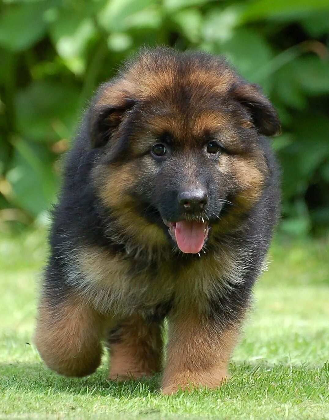 Овчарка собака фото цена щенка GSD Puppy Duitse herders, Schattigste honden, Herdershond