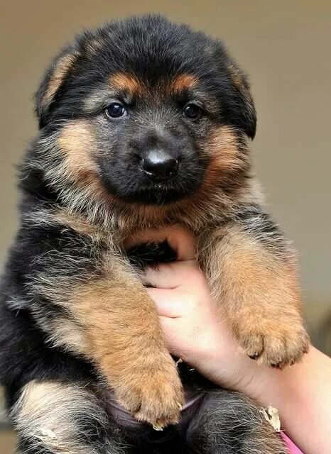 Овчарка собака фото цена щенка German Shepherd ready to snuggle Gsd puppies, German shepherd dogs, Cute dogs an
