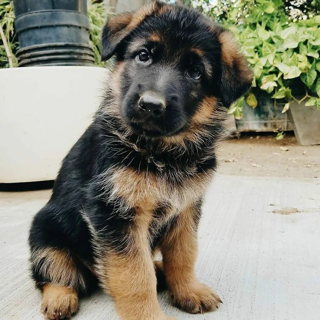 Овчарка собака фото цена щенка 4K Resolution German Shepherd playing in the pool 2 Gsd puppies, German shepherd