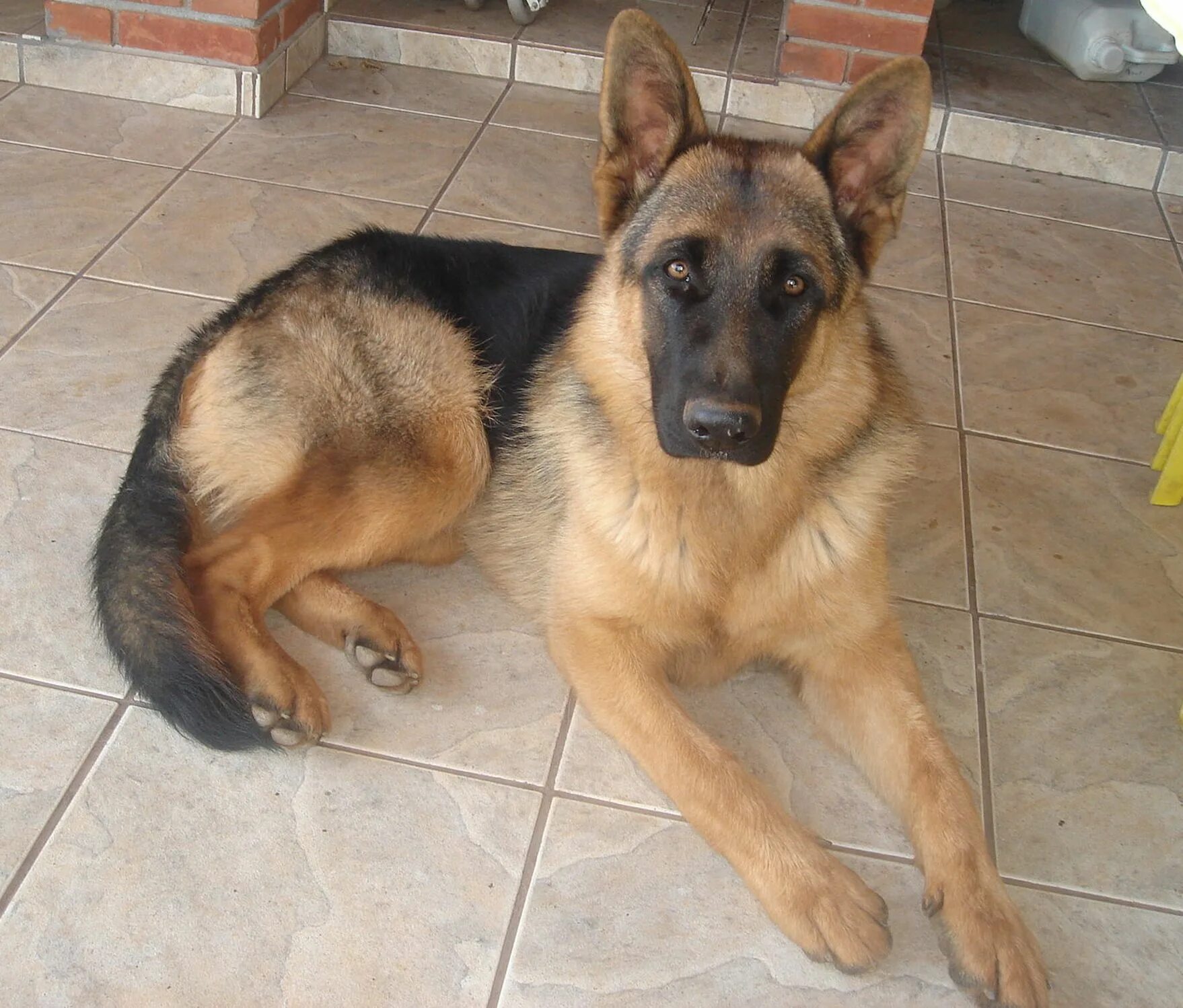 Овчарка сука фото GERMAN SHEPHERDS, Best Dogs in the World! Best dogs, Dogs, German shepherd