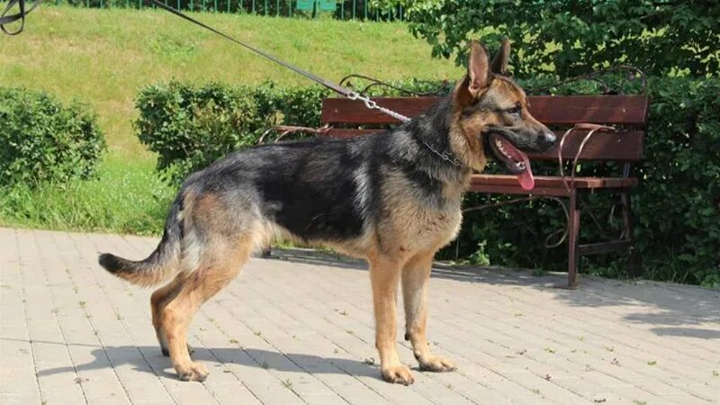 Овчарка сука фото Грабитель потерпел фиаско при попытке похитить овчарку