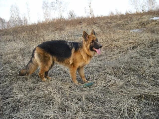 Овчарка сука фото Потерялась Немецкая Овчарка(сука) в Октябрьском р-не!!! - обсуждение на форуме Н