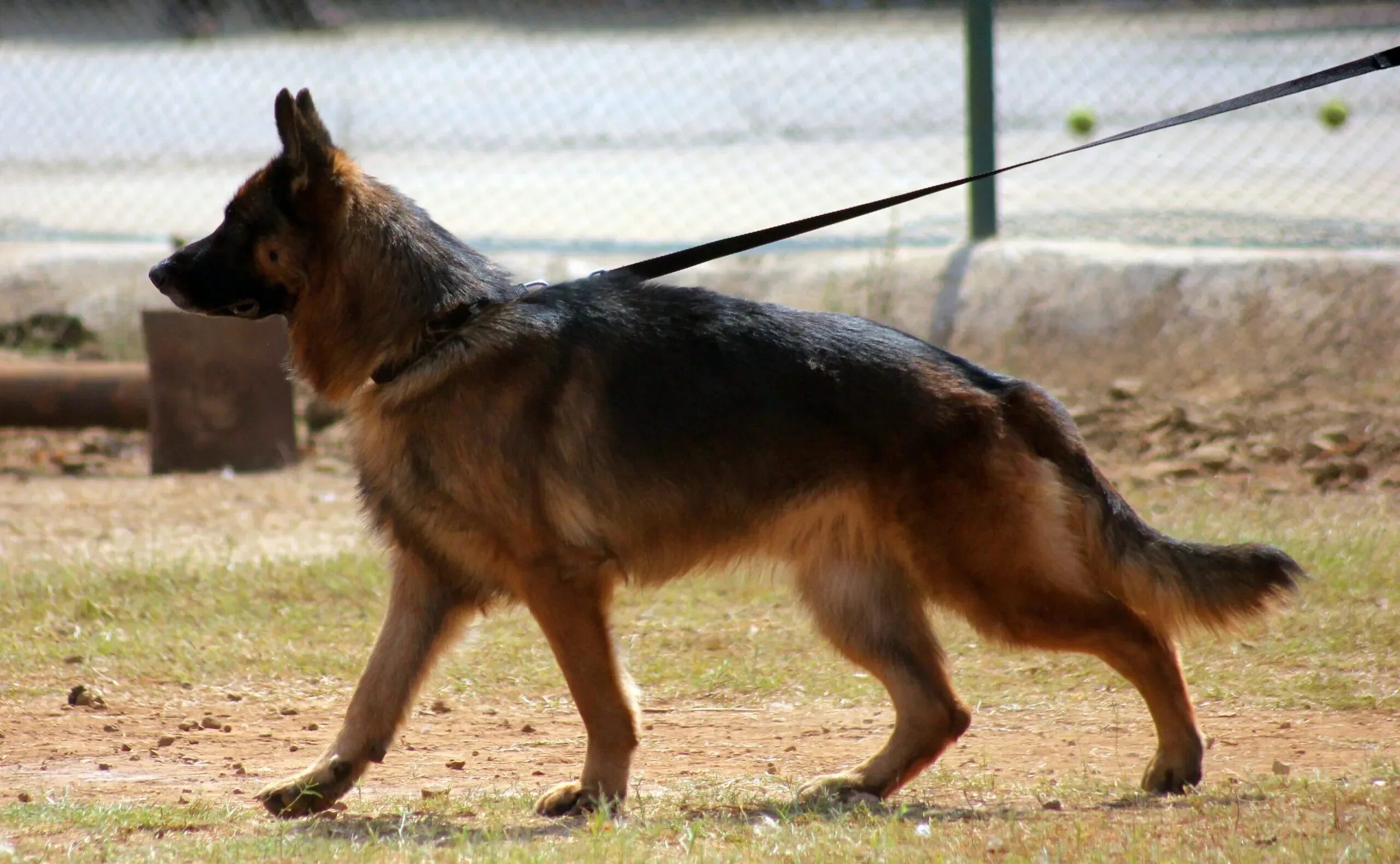 Овчарка сука фото Morning walk with German shepherd! Avoid early morning walks in winter