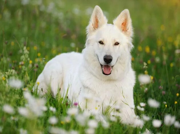 Овчарка светлая фото German Shepherd- A Sturdy, Loving, Intelligent, Brave, Agile, and Strongly Dedic