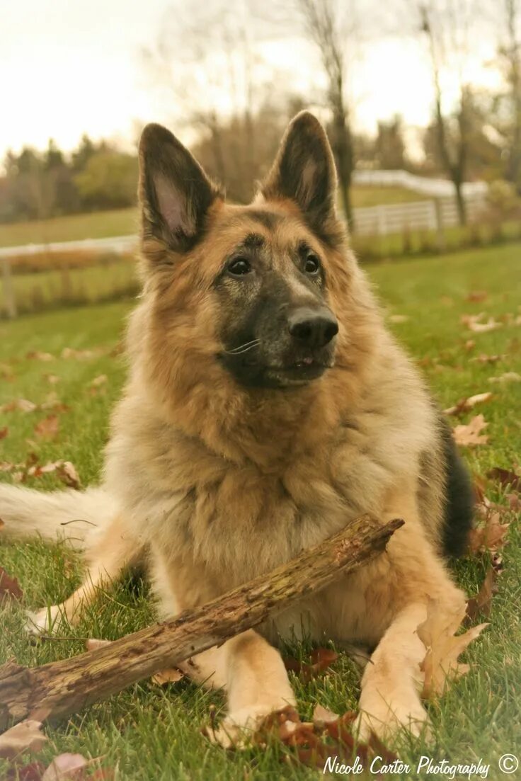 Овчарка светлая фото Nicole Carter Photography: Wo Wo The King Shepherd King shepherd, German shepher