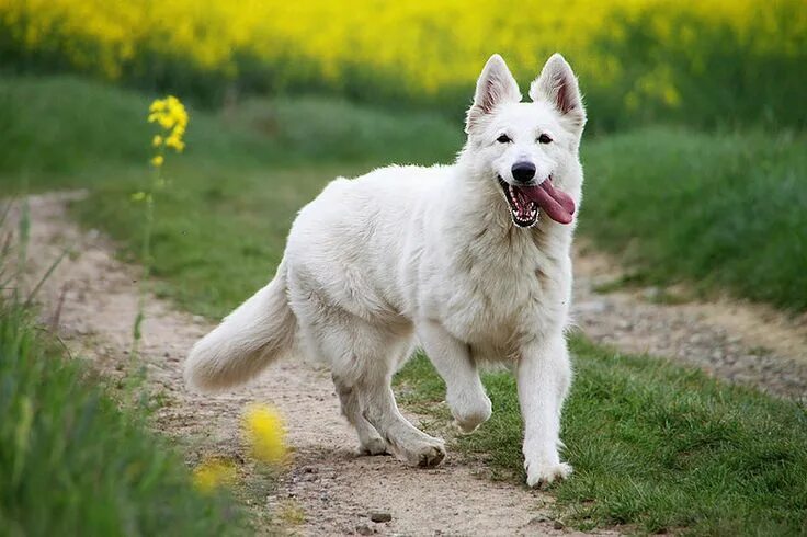 Овчарка светлая фото Berger Blanc Suisse 15 Cani, Pastore, Svizzera