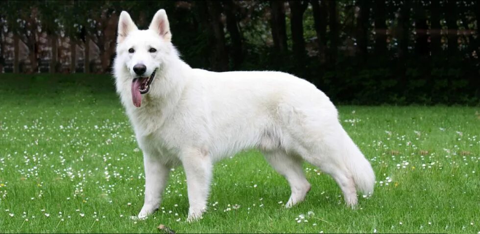 Овчарка светлая фото Pastor blanco suizo White shepherd, Shepherd dog breeds, Dog breeds