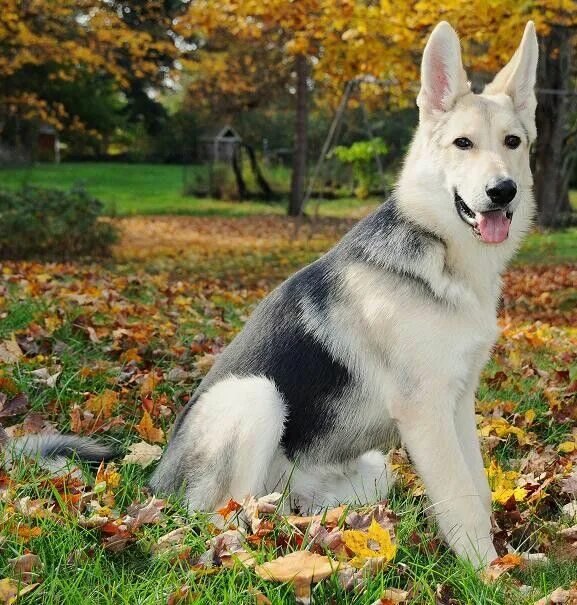 Овчарка светлая фото A black & silver german shepherd German shepherd colors, German shepherd trainin