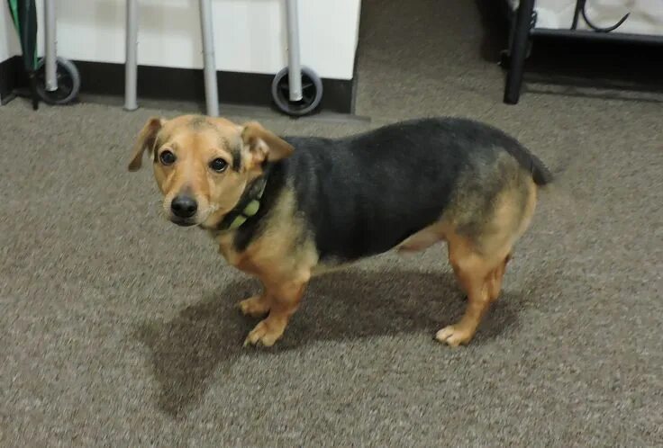 Овчарка такса фото Doxle dog for Adoption in Flora, IL. ADN-751754 on PuppyFinder.com Gender: Male.