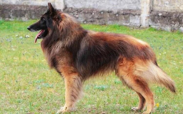 Овчарка тервюрен фото Pin on DOGS