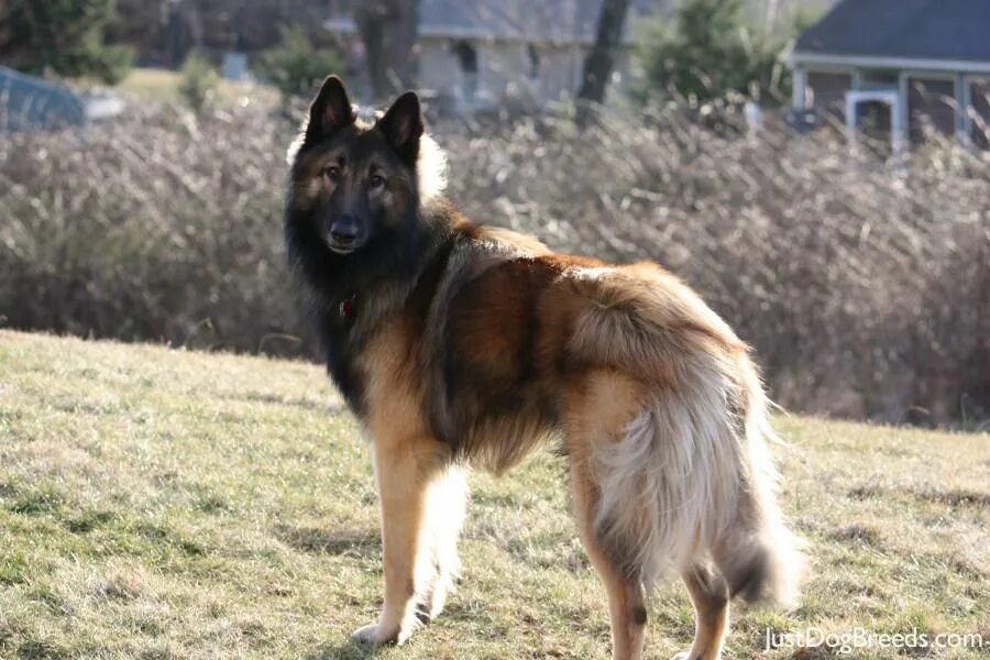 Овчарка тервюрен фото Beaumont - Belgian Tervuren Belgian tervuren, Tervuren, Belgian shepherd
