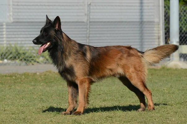 Овчарка тервюрен фото Sonnenblume Berater Nussbaum belgischer schäferhund Switzerland Faszinierend Fär